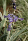 Iris pallida 'Argentea Variegata' RCP5-09 133.jpg